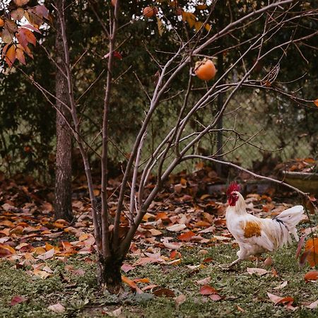 Locanda Acetaia Malagoli Daniele カステルフランコ・エミーリア エクステリア 写真